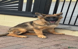 German Shepherd dogs for sale: Beautiful German Shepherd Puppies in Eyemouth - Image 2