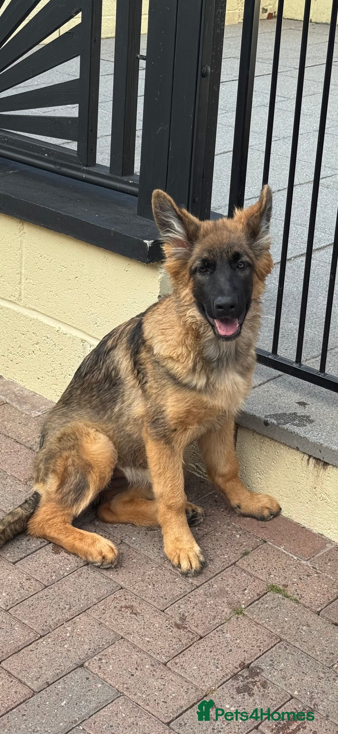 German Shepherd dogs for sale: Beautiful German Shepherd Puppies in Eyemouth - Image 2