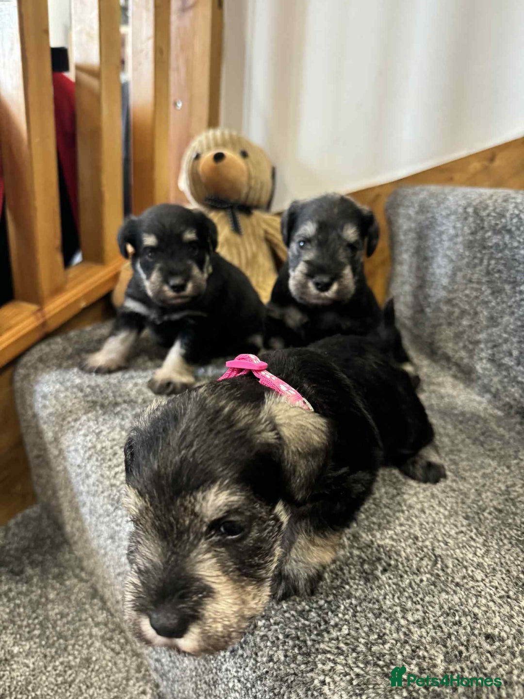 Miniature Schnauzer dogs for sale: Miniature Schnauzer Puppies KC/BVA/MAC Tested - Image 17