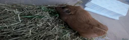 Guinea Pig rodents for sale: 2 male Guinea Pigs for sale in Cramlington - Advert 3
