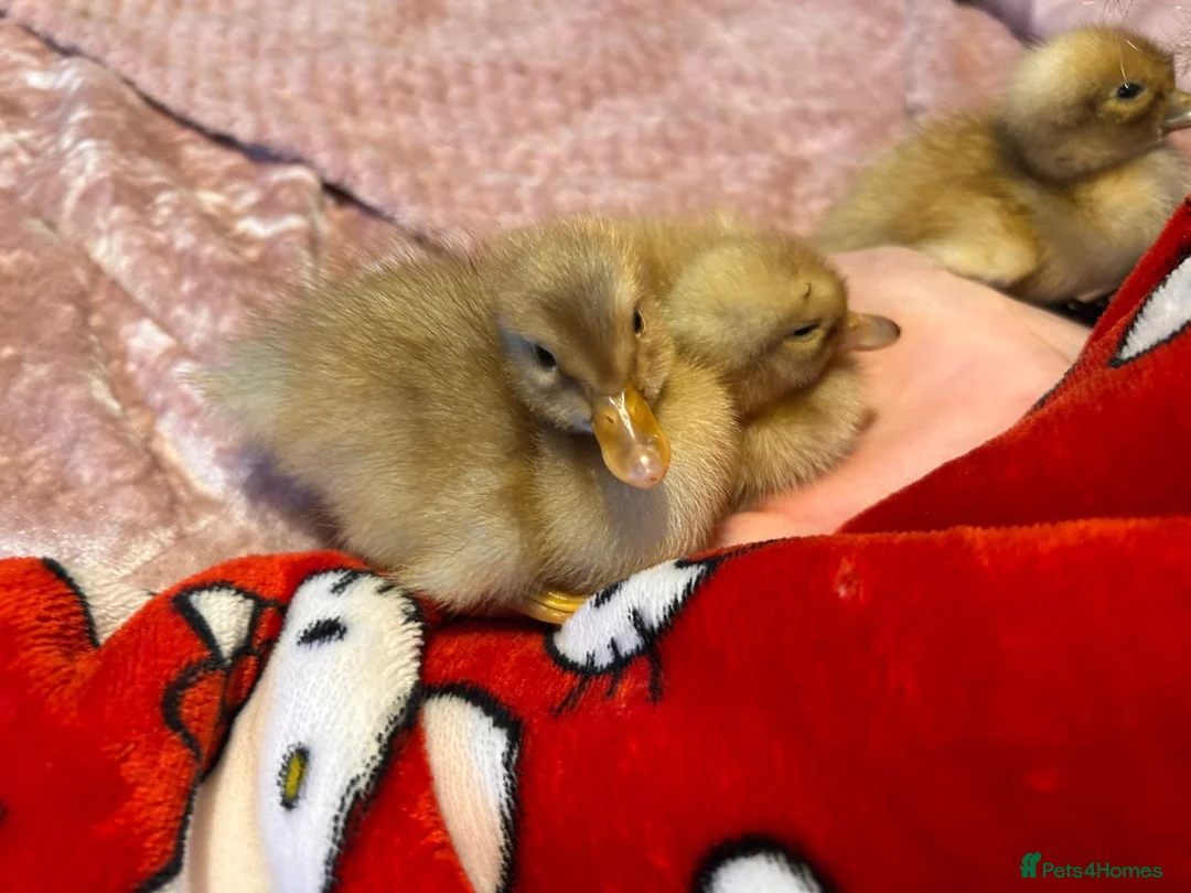 Ducks poultry for sale: 🐣 Ducklings! 🐣 - Advert 2