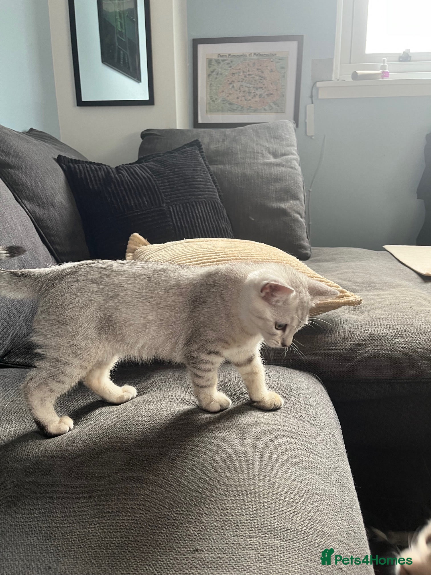 British Shorthair cats for sale: BHS x kittens - Advert 6