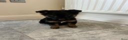 German Shepherd dogs for sale: German shepherd puppies for sale  - Advert 6