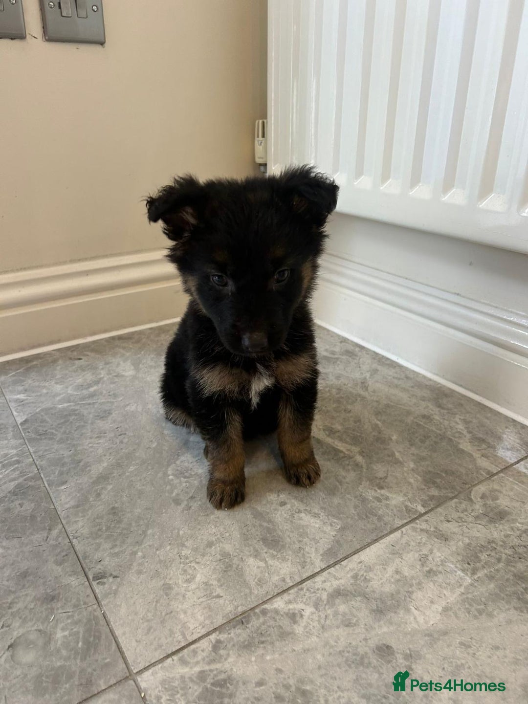 German Shepherd dogs for sale: German shepherd puppies for sale  - Advert 6