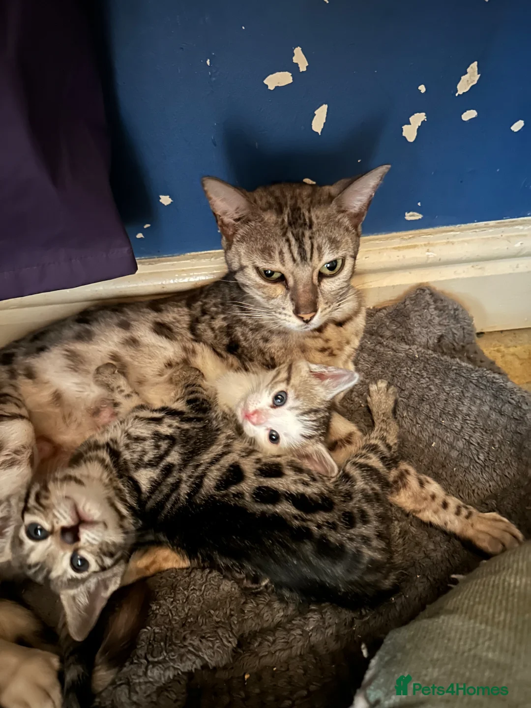 Bengal cats for sale: We have two Bengal kittens for sale - Advert 19