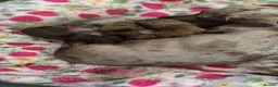 Miniature Dachshund dogs for sale: Miniature Dachshund puppies stunning  in Luton - Advert 5