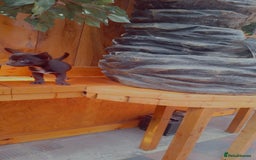 Mixed Breed dogs for sale: Chihuahua/Mix Boy Puppy for sale - Image 1