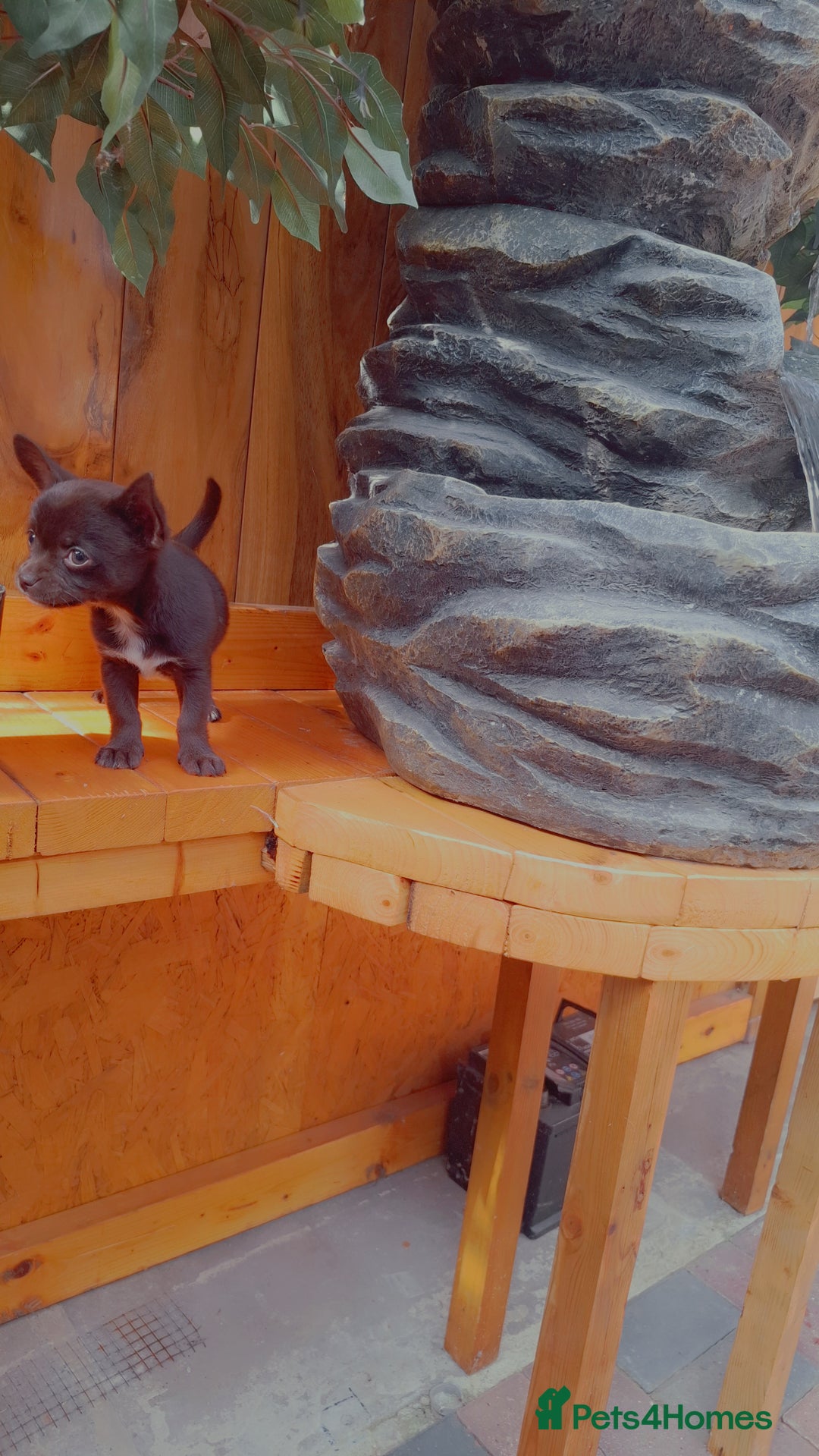Mixed Breed dogs for sale: Chihuahua/Mix Boy Puppy for sale - Image 1