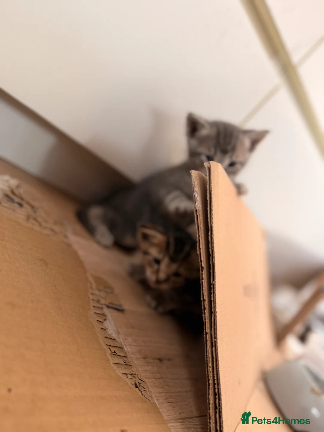 Siamese cats for sale: Mixed Siamese kittens 🐱🌸 - Advert 14