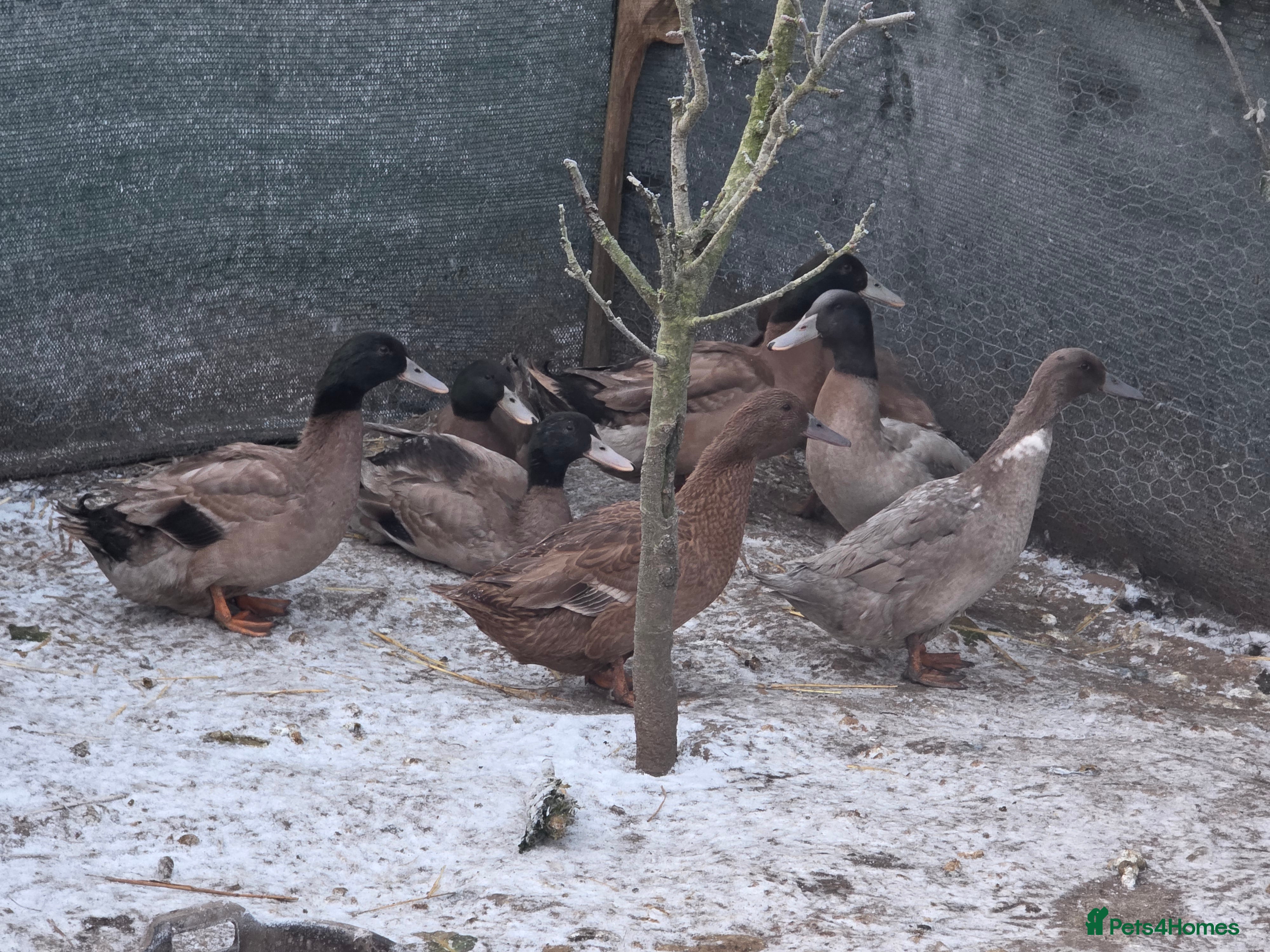 Ducks poultry 4 drakes  - Advert 1