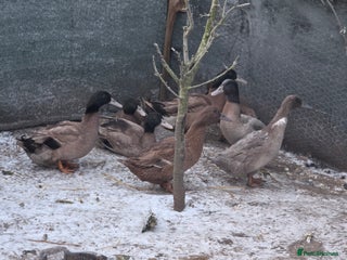 Ducks poultry 4 drakes - Advert 1