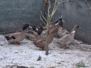 Ducks poultry 4 drakes - Advert 2