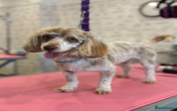 Toy Poodle dogs for sale: 🩷💜Stunning Toy Poodles For Sale 🩷💜 - Advert 8