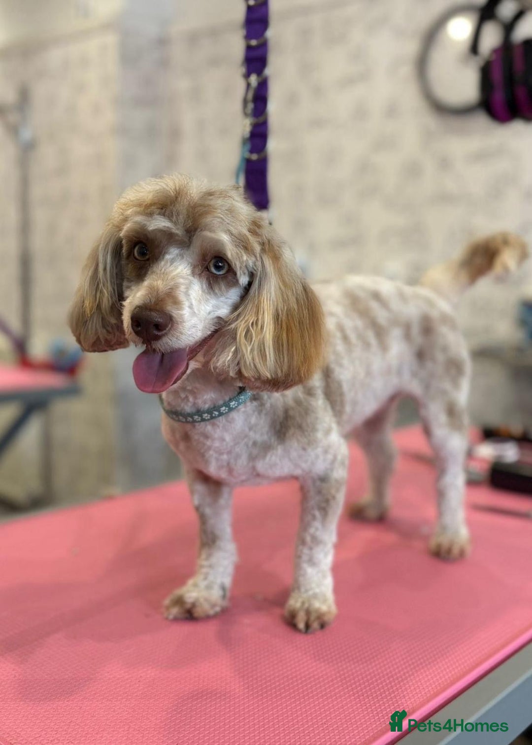 Toy Poodle dogs for sale: 🩷💜Stunning Toy Poodles For Sale 🩷💜 - Advert 8