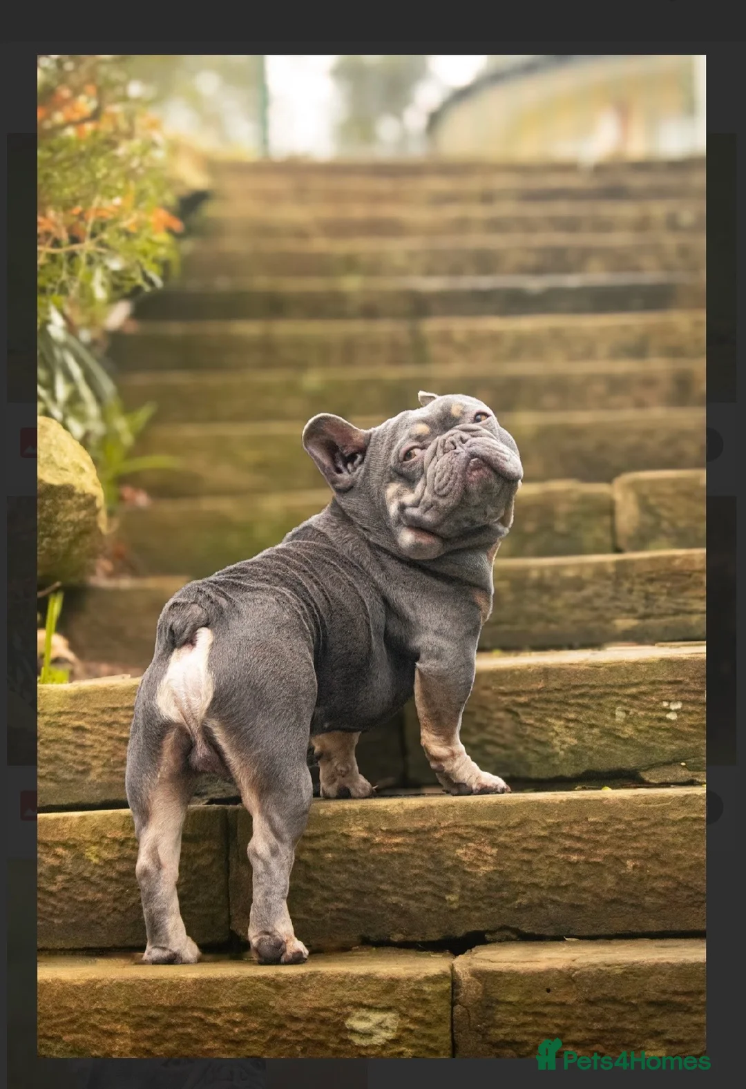 French Bulldog dogs for stud: French bulldog STUD - Advert 4