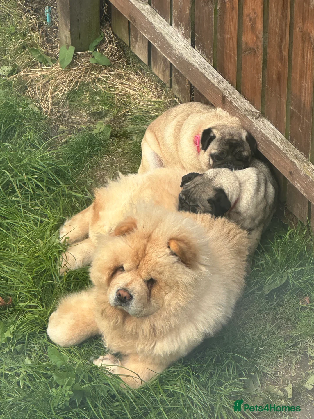 Chow Chow dogs for sale: KC Registered Female Chow Chow  - Advert 14