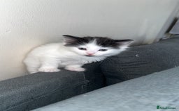 Turkish Van cats for sale: Calico kittens looking for there forever home  - Image 7