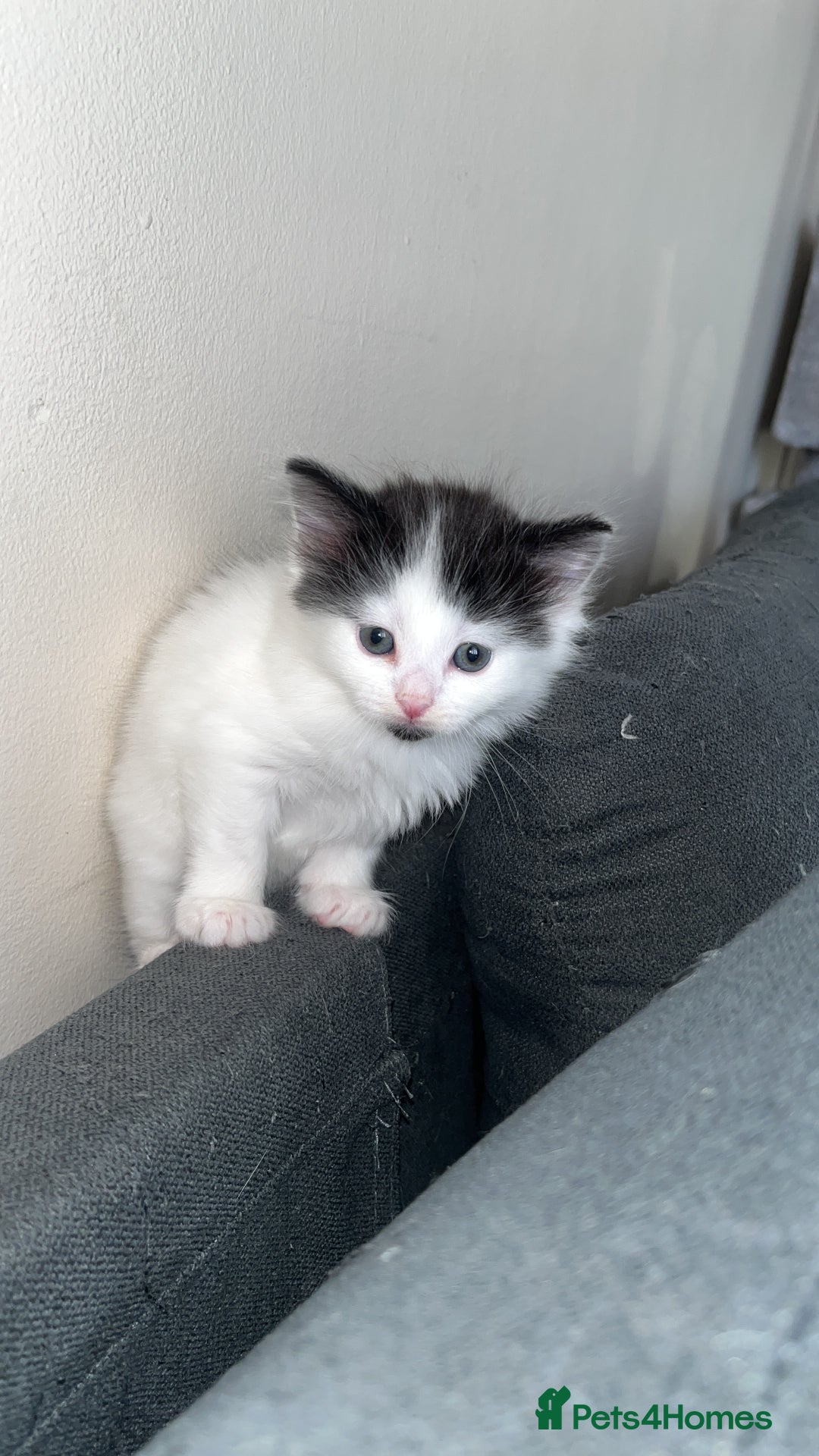 Turkish Van cats for sale: Calico kittens looking for there forever home  - Image 7