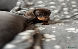Miniature Dachshund dogs for sale: Miniature Dachshund Puppies  - Image 13