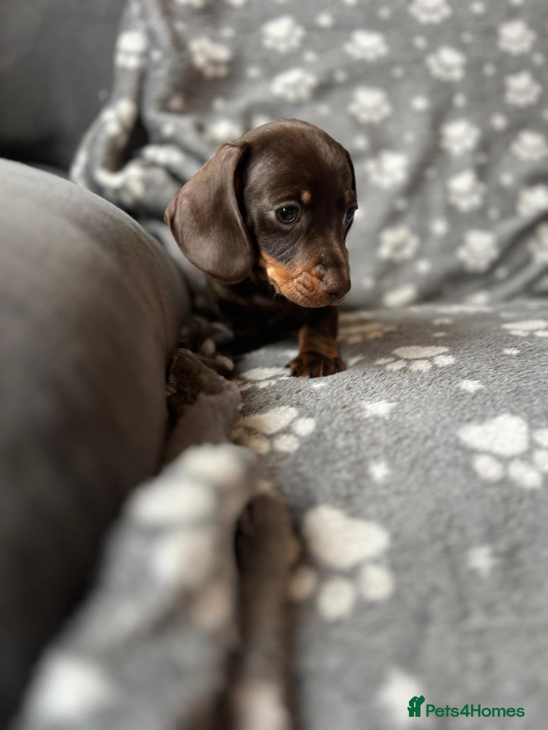 Miniature Dachshund dogs for sale: Miniature Dachshund Puppies  - Image 13
