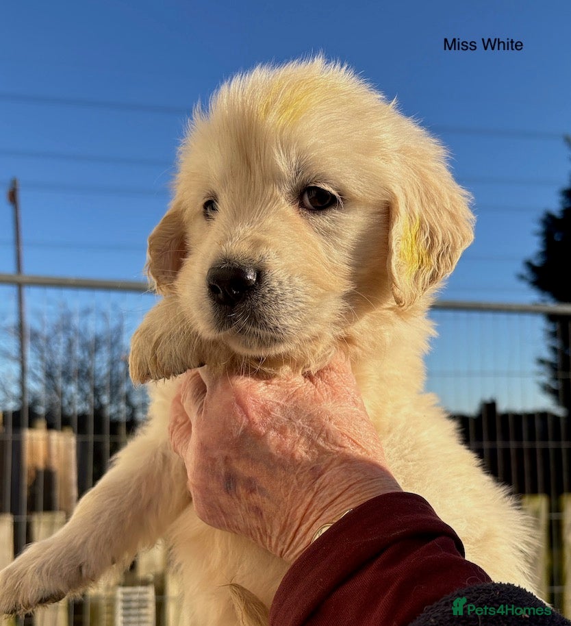 Golden Retriever dogs KC Reg. 1 Boy available - 5 Star Reg. Breeder - Advert 7