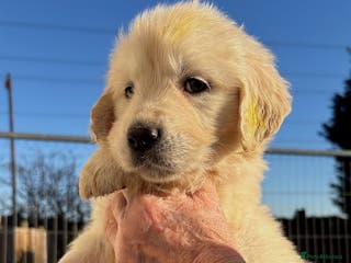 Golden Retriever dogs KC Reg. 1 Boy available - 5 Star Reg. Breeder - Advert 7