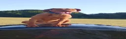 Hungarian Vizsla dogs for sale: Gunfield duel purpose - Exceptional Show & Working - Advert 26