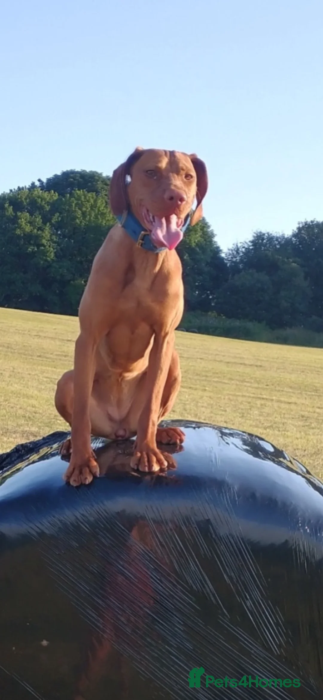 Hungarian Vizsla dogs for sale: Gunfield duel purpose - Exceptional Show & Working - Advert 26