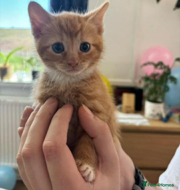 Mixed Breed cats kittens ,beautiful 6 kittens  - Advert 4