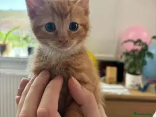 Mixed Breed cats kittens ,beautiful 6 kittens - Advert 4