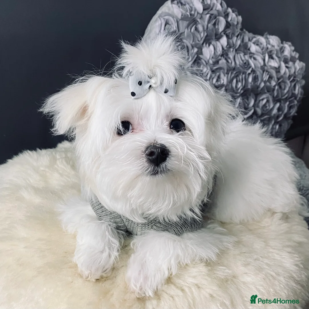 Maltese dogs for sale: ✨ Outstanding KC korean Maltese Puppies ✨ - Advert 9