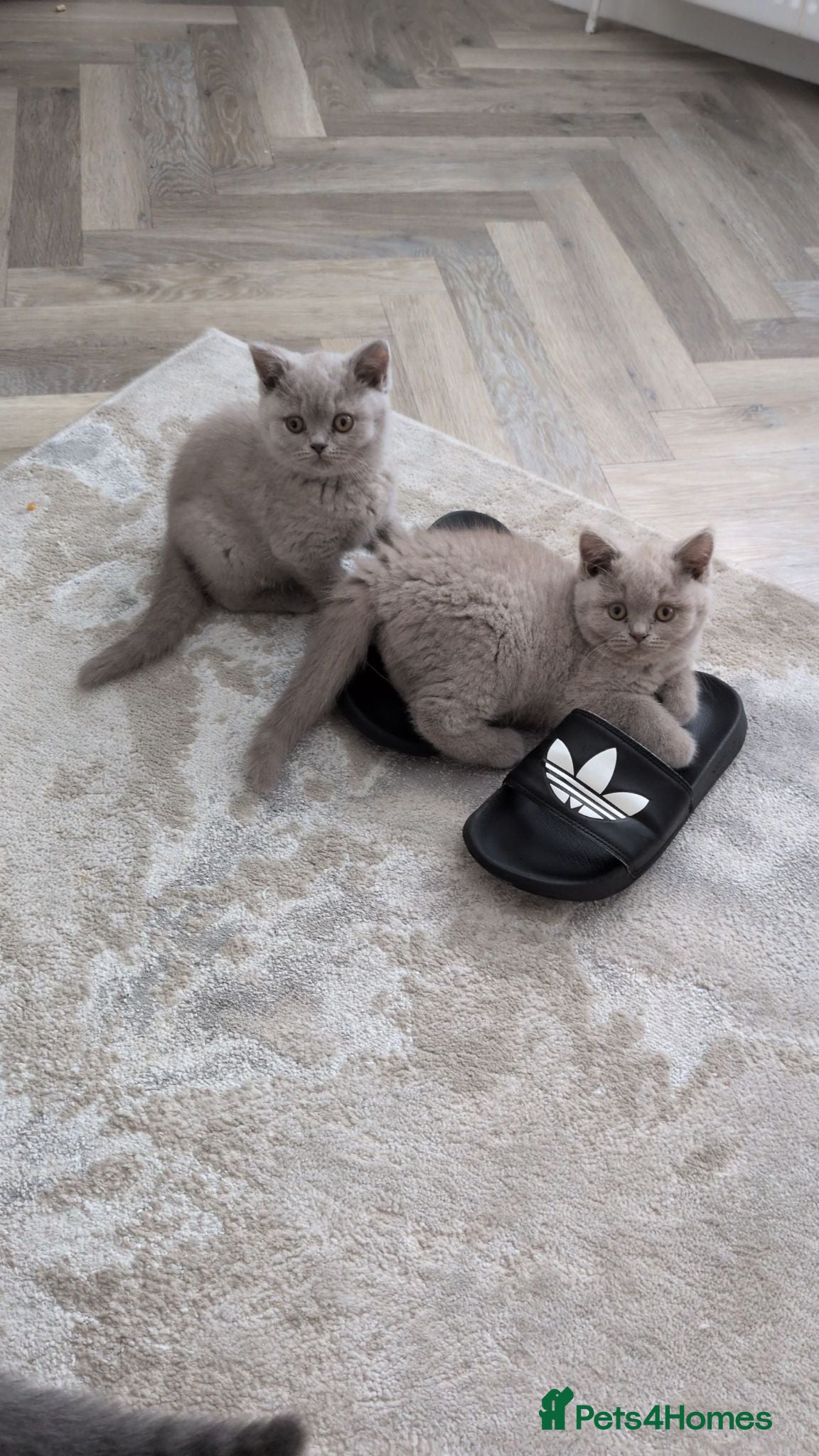 British Shorthair cats GCCF Registered Kittens  - Advert 1