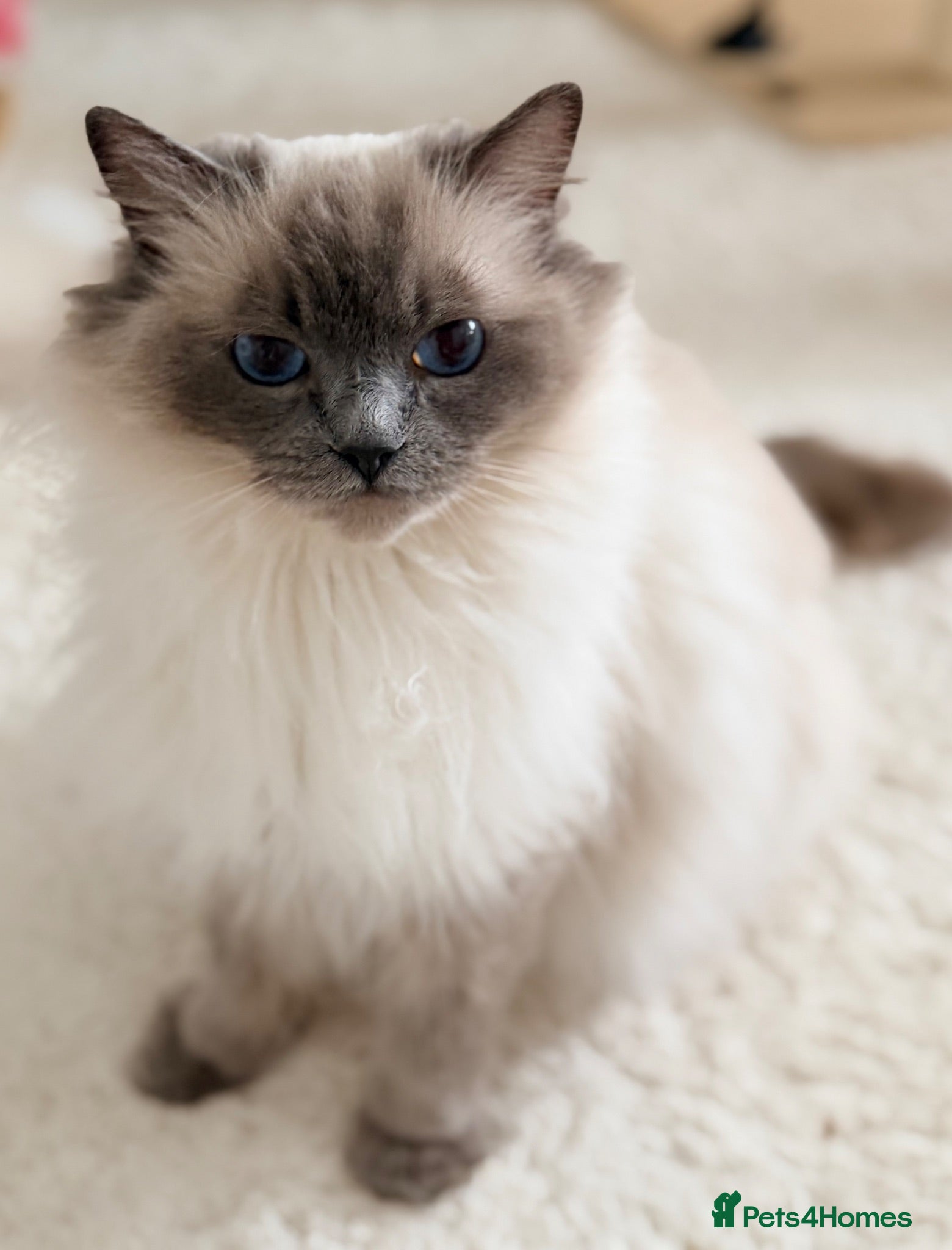 Ragdoll cats Champion pedigree Chucky Ragdoll babies  - Advert 2