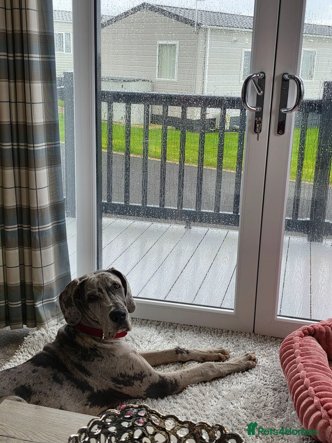 Great Dane dogs for sale: 8 mth old merle great dane girl in York - Advert 6