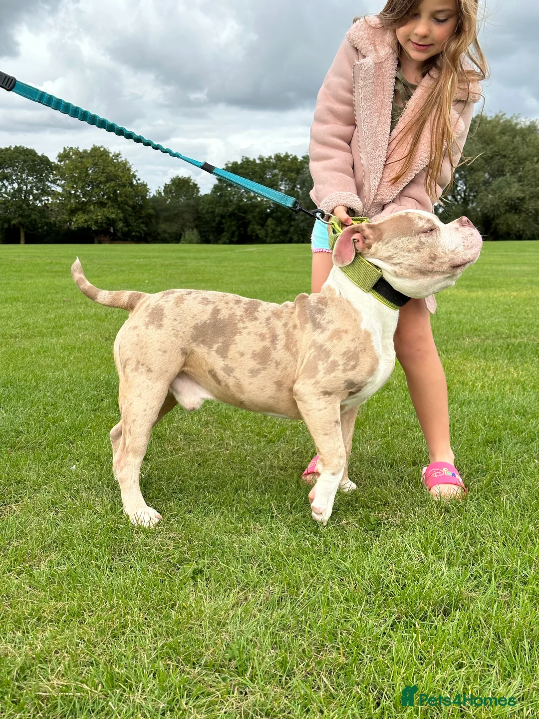 American Bully dogs for stud: Merle ABKC american pocket bully stud in Leicester - Advert 17