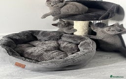 British Shorthair cats for sale: Beautiful British Shorthair Girls Available  - Image 5