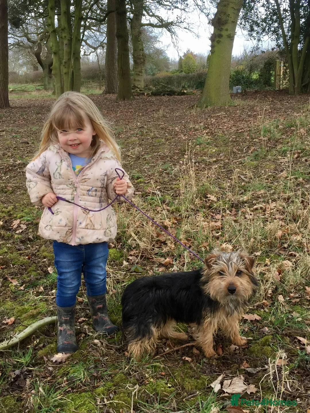 Norfolk Terrier dogs for stud: 3/4 Norfolk x 1/4 Jack Russell proven stud in Burton-on-Trent - Advert 8