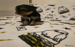Yorkshire Terrier dogs for sale: Hello - Image 20