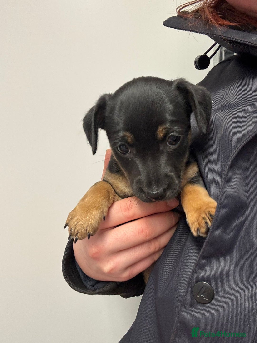 Jack Russell dogs for sale: *last one* Miniature Jack Russell’s  - Advert 6