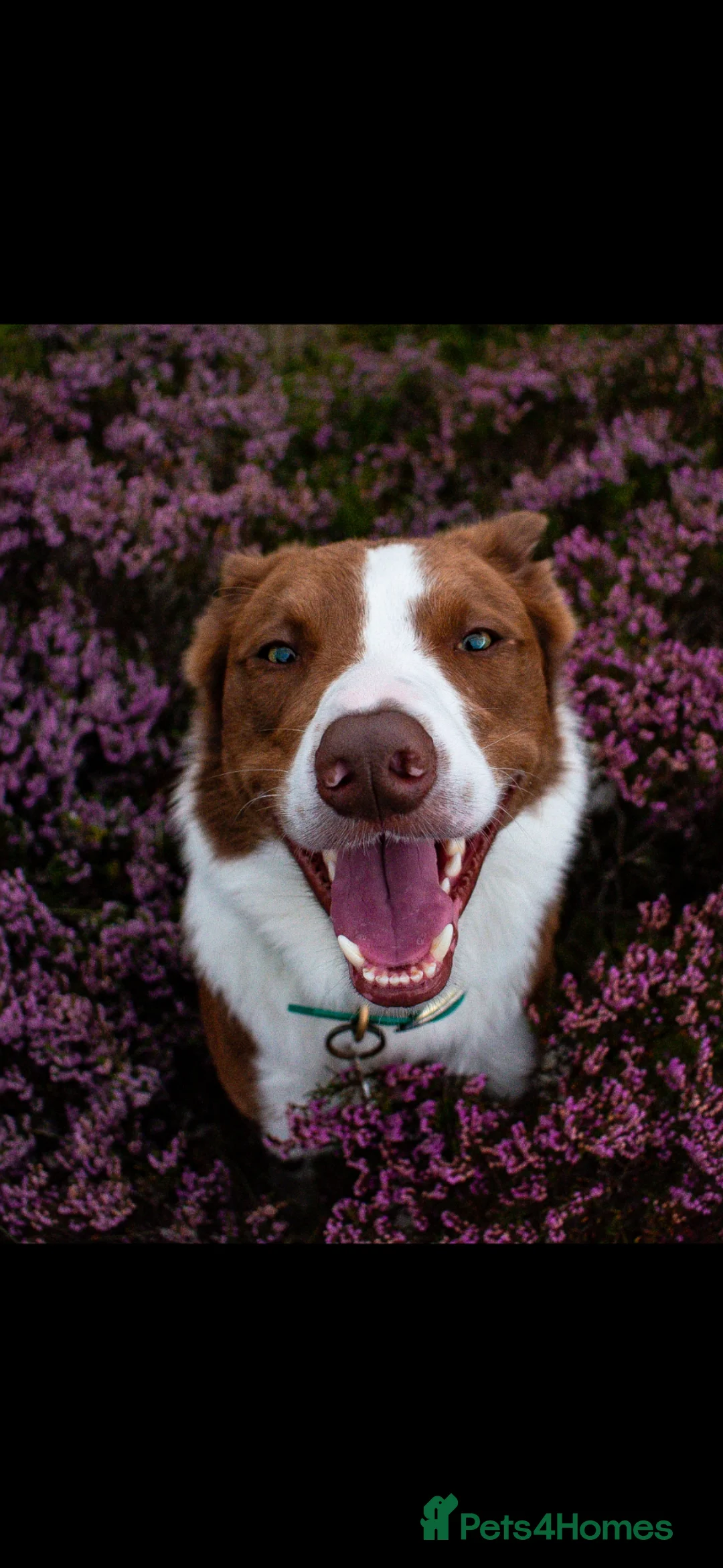 Border Collie dogs for stud: Red Border Collie for STUD ONLY - Advert 1