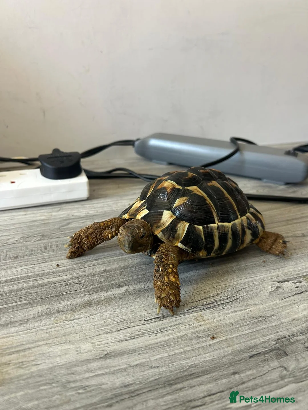 Tortoise reptiles for sale: Hermanns Tortoise with Vivarium - Advert 13