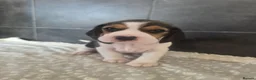 Beagle dogs for sale: Beautiful Beagle Puppies Looking For A Loving Home - Advert 15