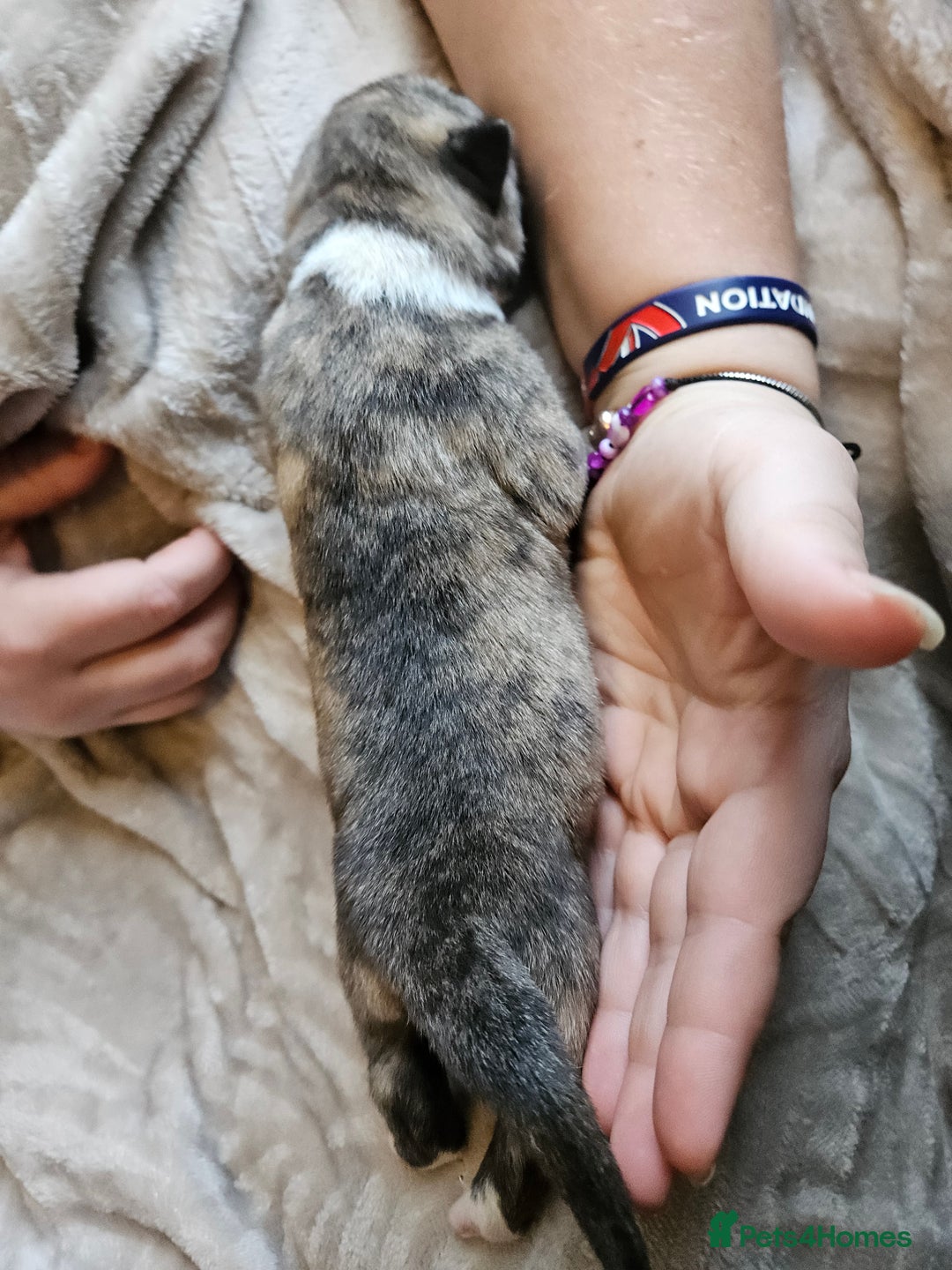 Huskita dogs for sale: Husky x akita puppys - Image 22