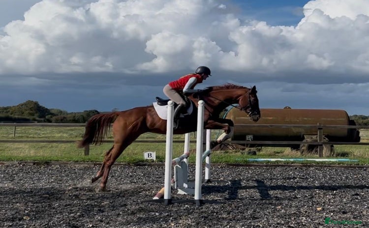 English Thoroughbred horses - Advert 5