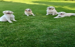 Labradoodle dogs for sale: Multigenrational labradoodle  - Image 13