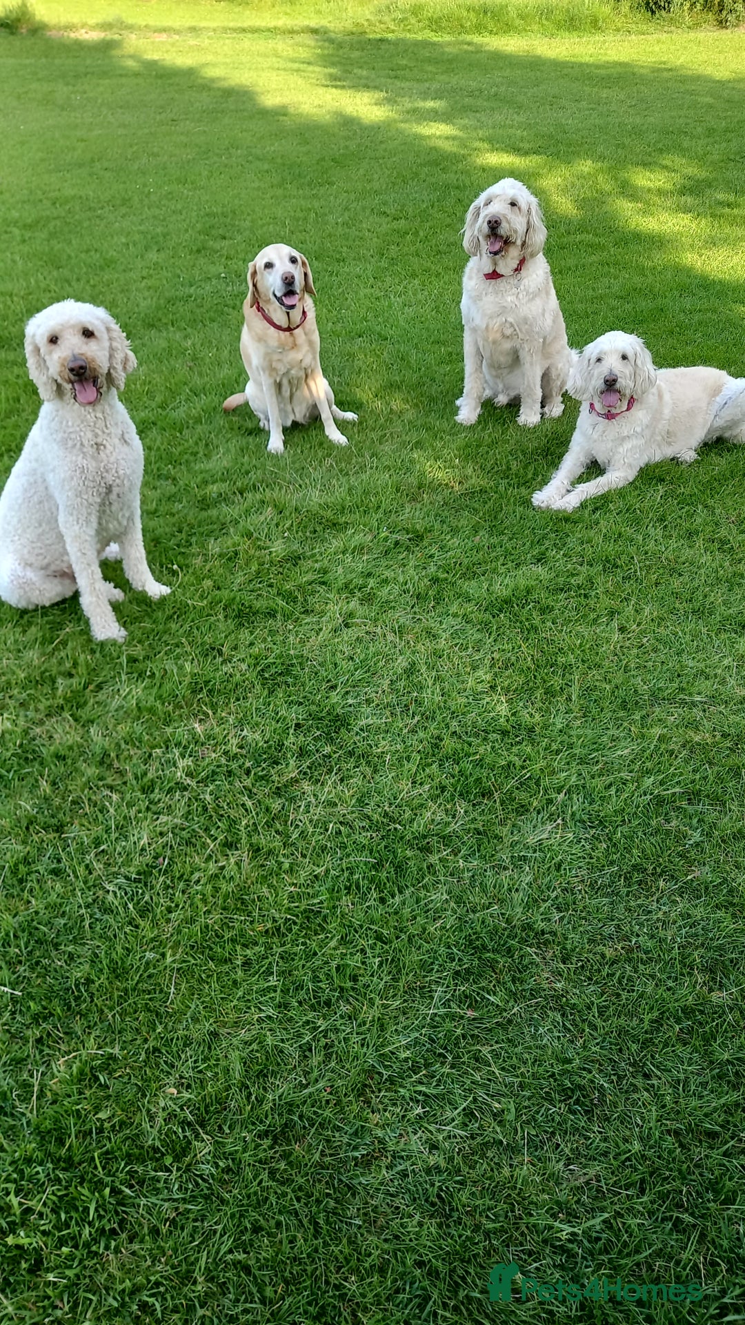 Labradoodle dogs for sale: Multigenrational labradoodle  - Image 13
