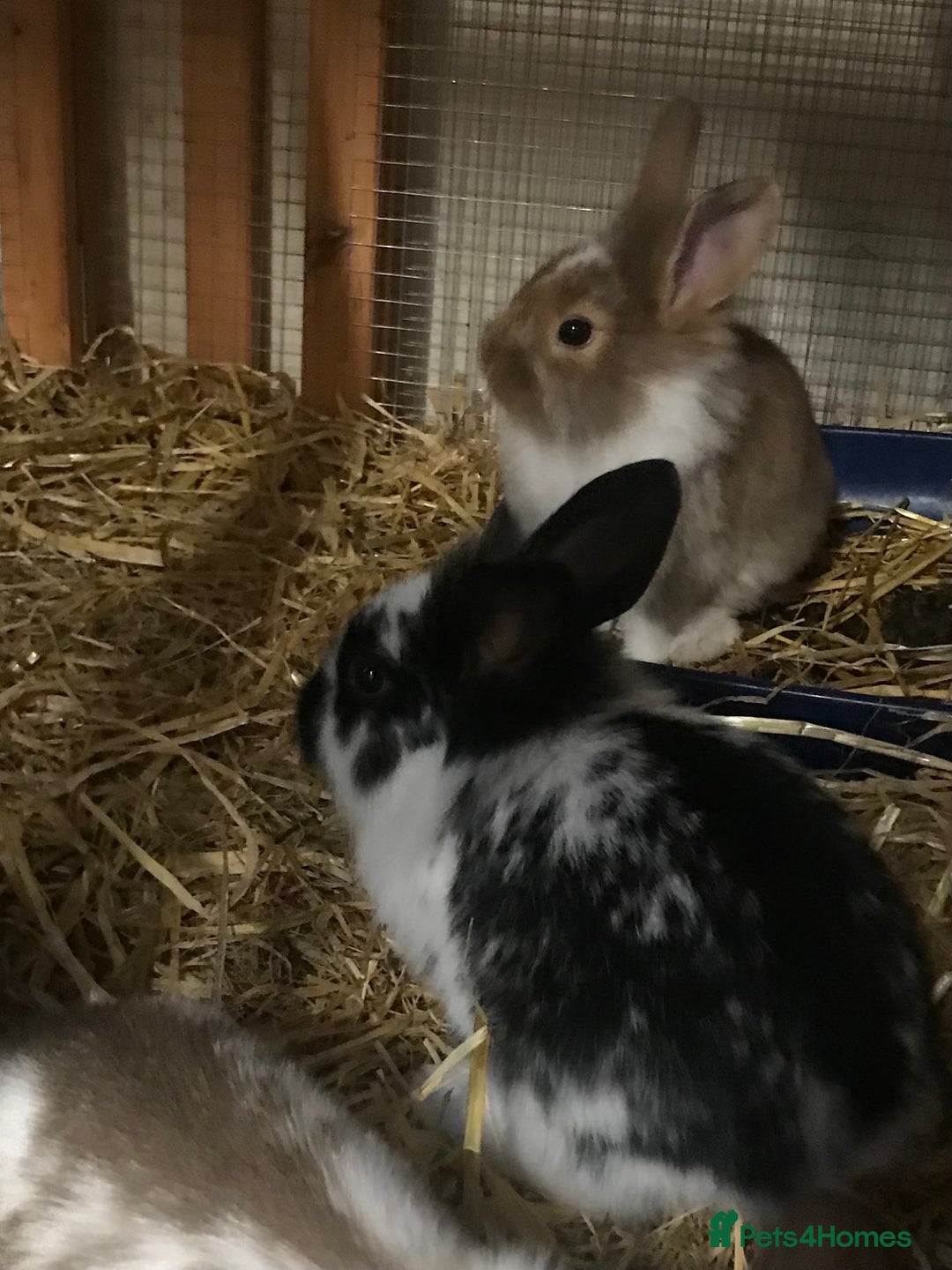 Mixed Breed rabbits for sale: Baby rabbits mixed breed  - Image 4