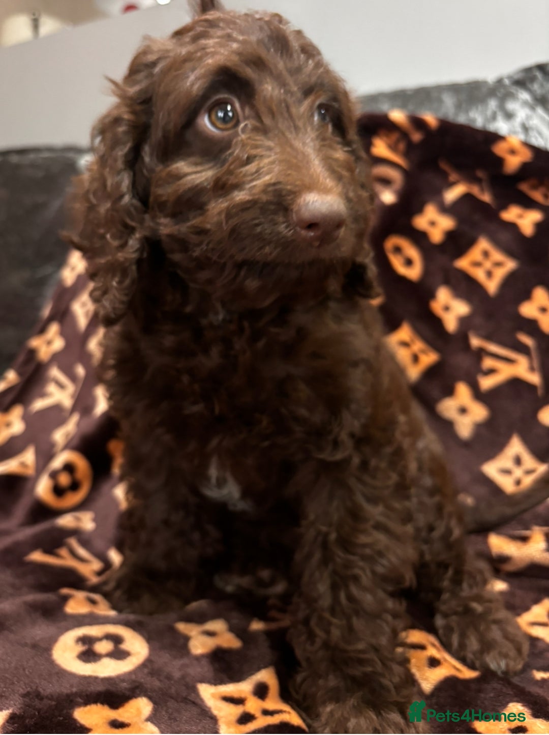 Cockapoo dogs for sale: Gorgeous litter of cockapoo puppies  - Advert 9