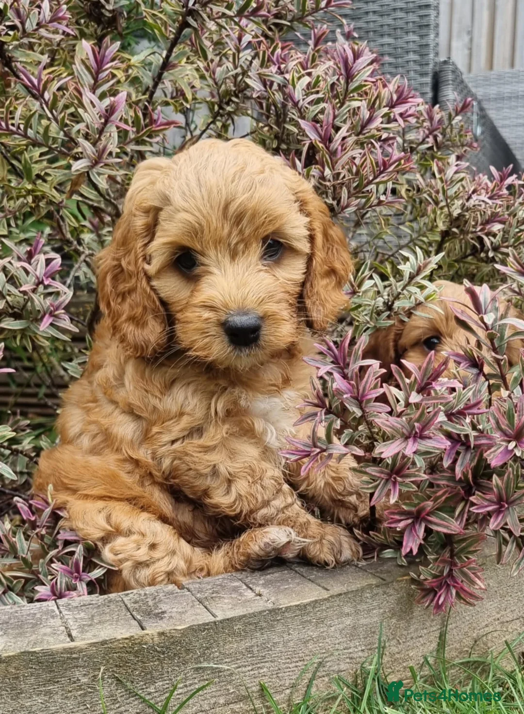 Toy Poodle dogs for stud: For stud  - Advert 3