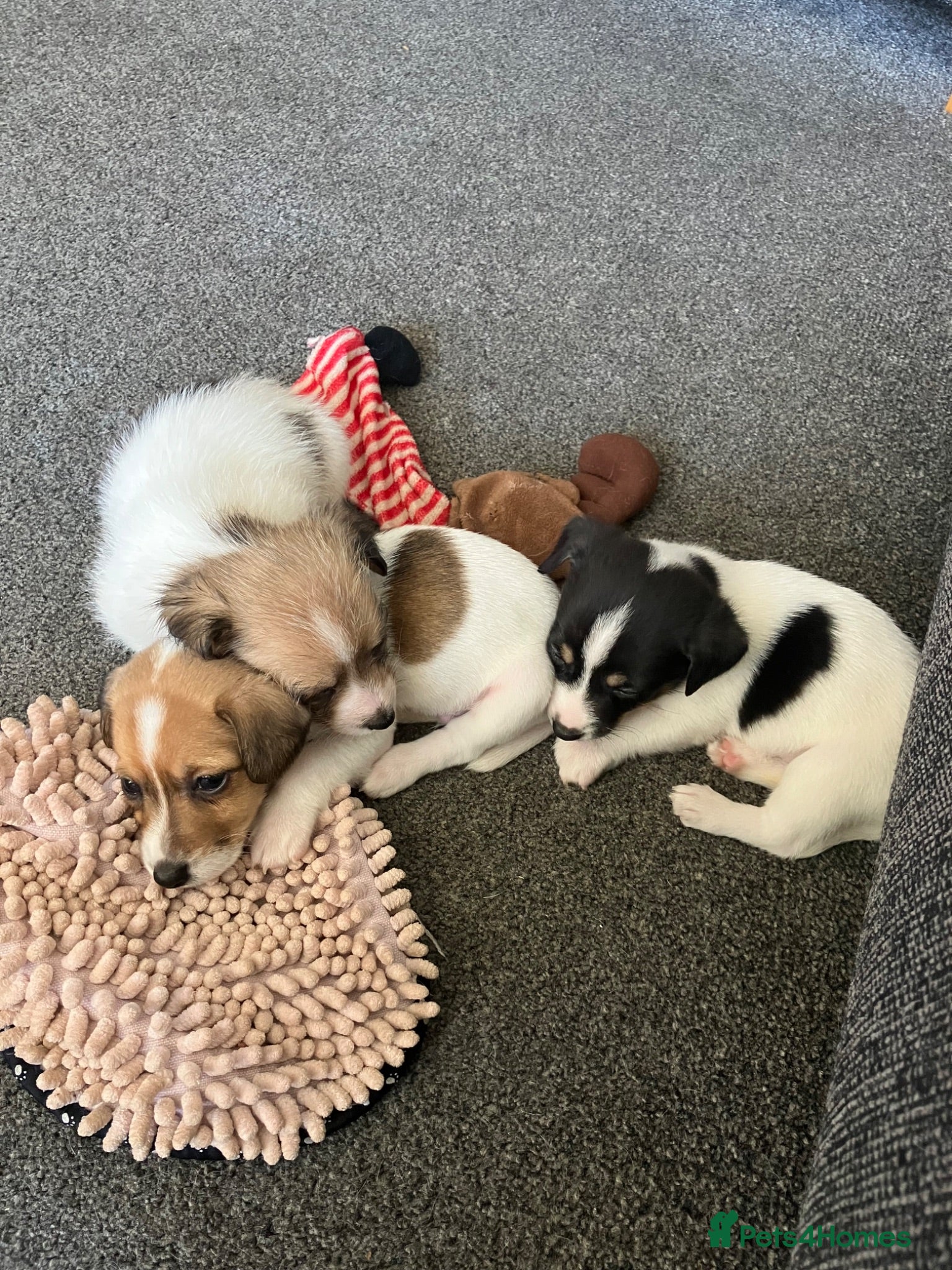 Jack Russell dogs Jack Russel puppies for sale  - Advert 3